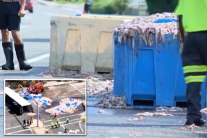 20 tons of slimy squid spill on Rhode Island roadway — blanketing area in foul odor