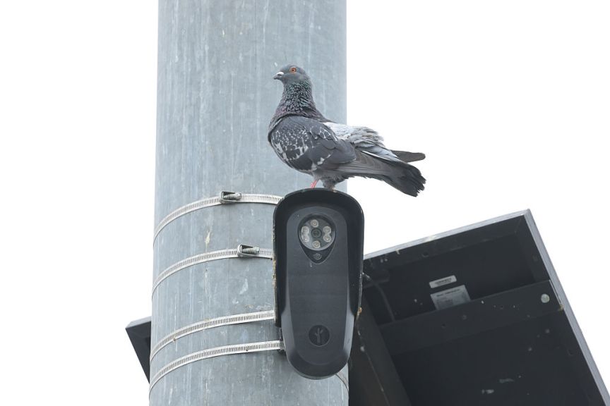 A pigeon sits on a black Flock camera and solar panel.