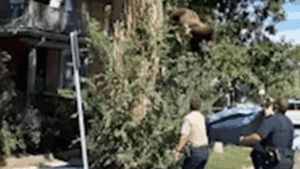WATCH: Young bear takes rough tumble from Denver tree after wildlife officers tranquilize it