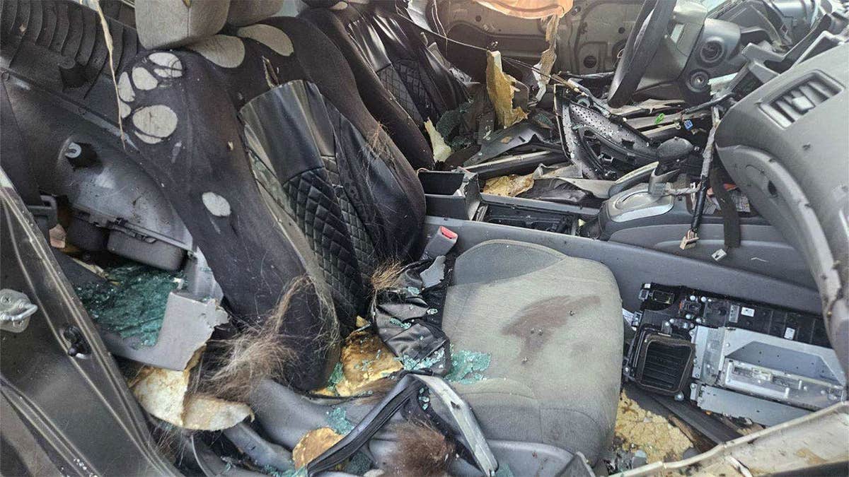 Shattered glass, torn seats and damaged panels inside a vehicle where a black bear became trapped