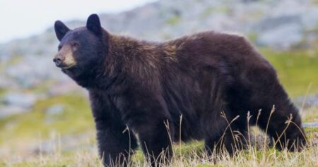 Bear follows man, swipes at him on North Vancouver trail