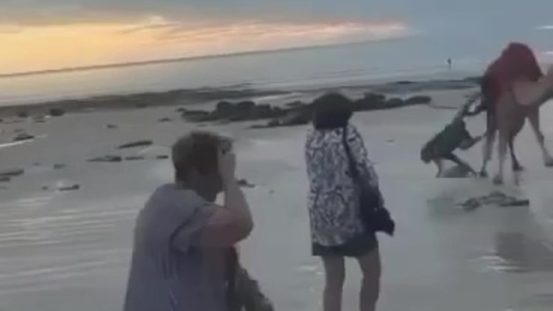 Camel bucks off riders on famous Broome beach tour