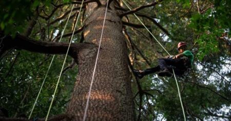 Take a bough: Climbing takes relationship with B.C.’s trees to the next level
