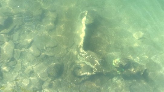 Two dozen e-scooters were visible underwater in the Brisbane River near the CBD.