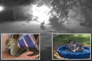 Heroic 4-month-old goose alerts Texas family to overnight barn fire