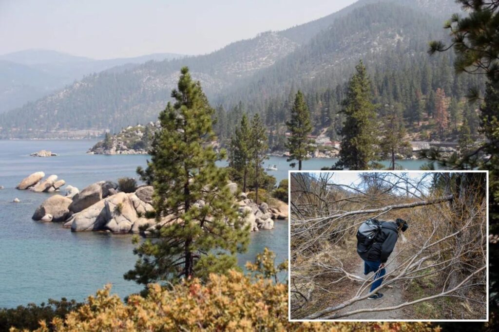 Tree poisoner on the loose in Lake Tahoe after spate of attacks at popular beach cove