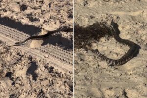 Deadly rattlesnake found in startling new location — as witness releases video
