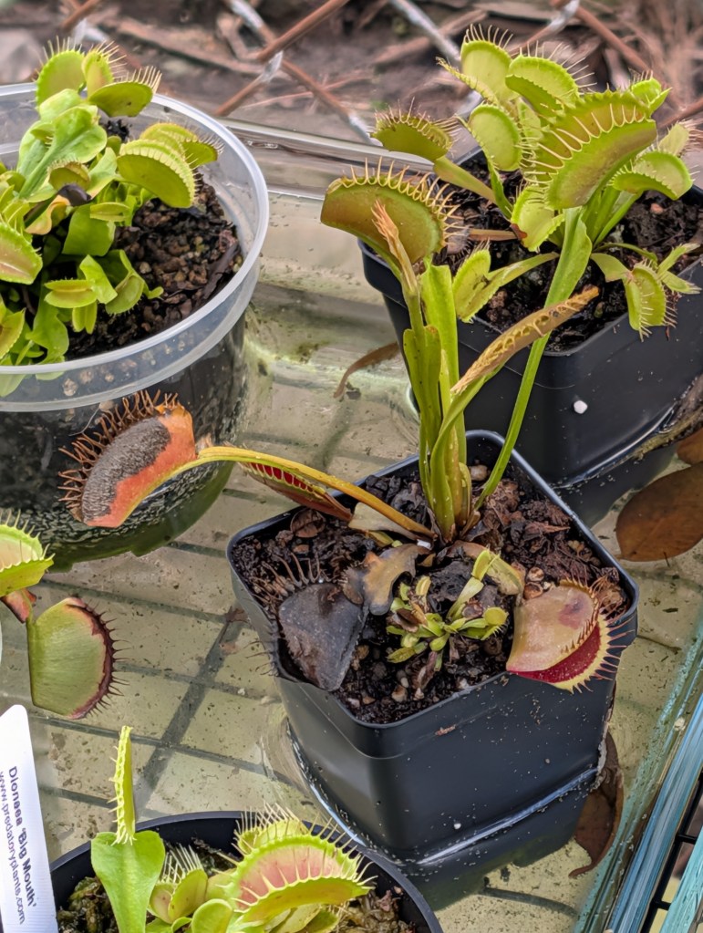 Three Venus flytrap plants on a table