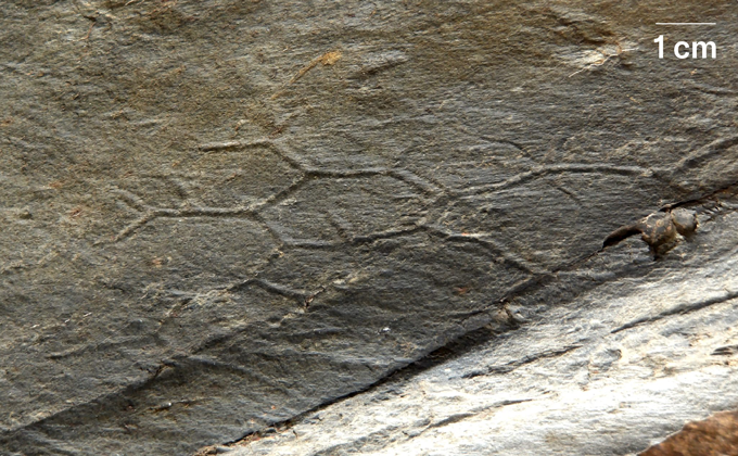 A honeycomb pattern imprinted in the texture of compacted sand