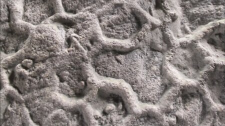 What’s behind ‘one of paleontology’s most enduring enigmas’?