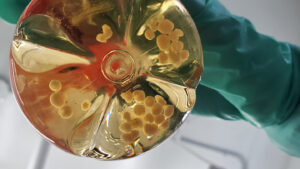 These mice have human (nerve cells) on the brain
