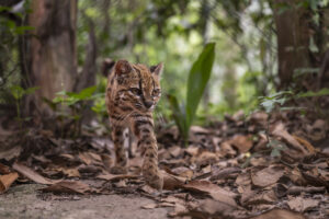 Congratulations, World: A New Supercute Cat Species Has Been Found