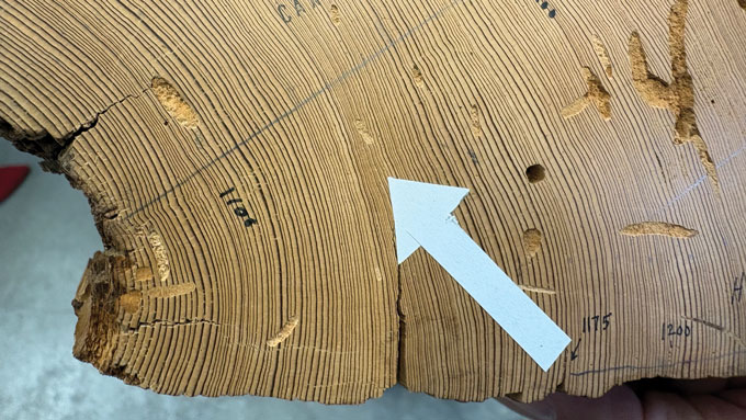 A cross section of an old Douglas fir from Utah, with a white arrow pointing to a dark band of narrow, densely packed tree rings marking prolonged drought.