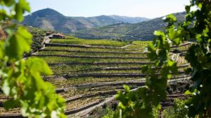 A guide to celebrating the grape harvest in Portugal's Douro region