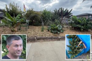 Exclusive | California man slams city after being fined for growing food at home: ‘I don’t trust the system’