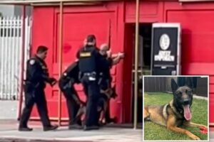 Police dog burned as suspect tries to torch adult store in San Diego shooting