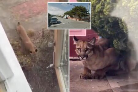Mountain lion spotted prowling in San Francisco yards as officials issue warning to neighbors