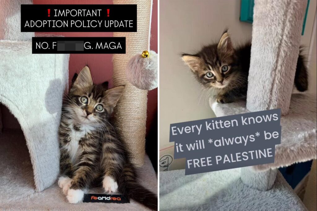 NYC kitten rescue defends ‘NO F–KING MAGA’ adoption policy as PETA calls for it to be abolished