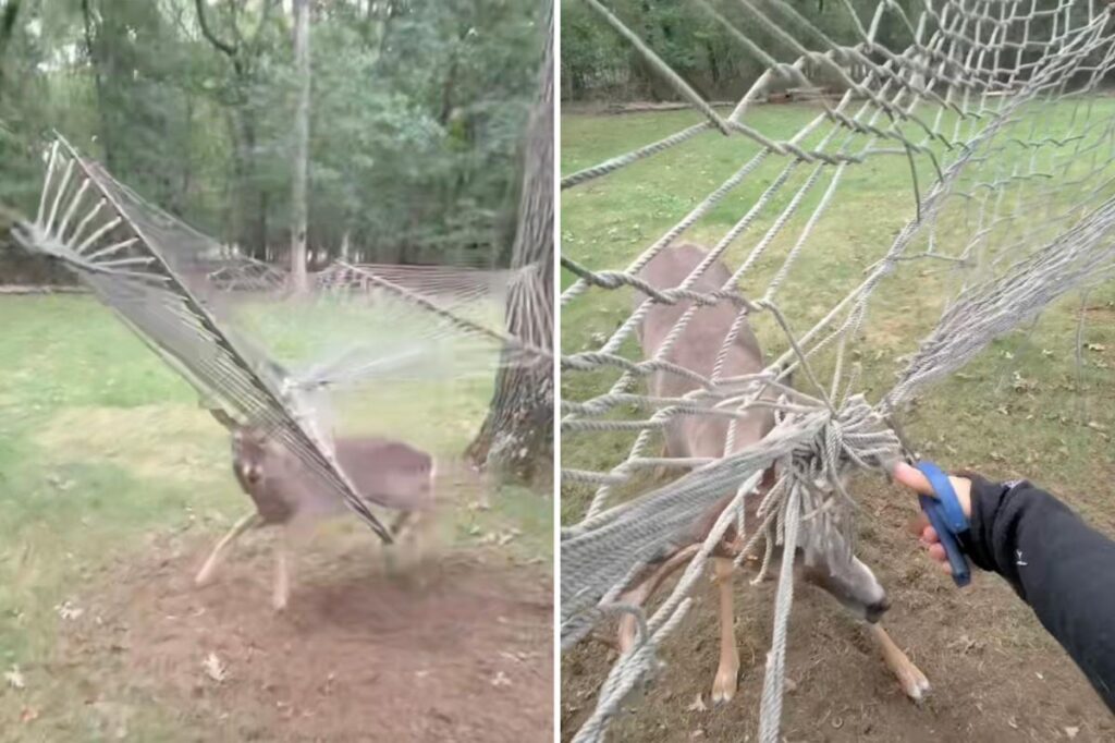 Exclusive | Wild moment Long Island deer has to be rescued after getting antlers caught in hammock