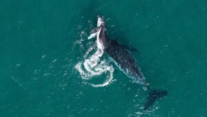 Researchers capture rare footage of mother possibly mourning stillborn calf