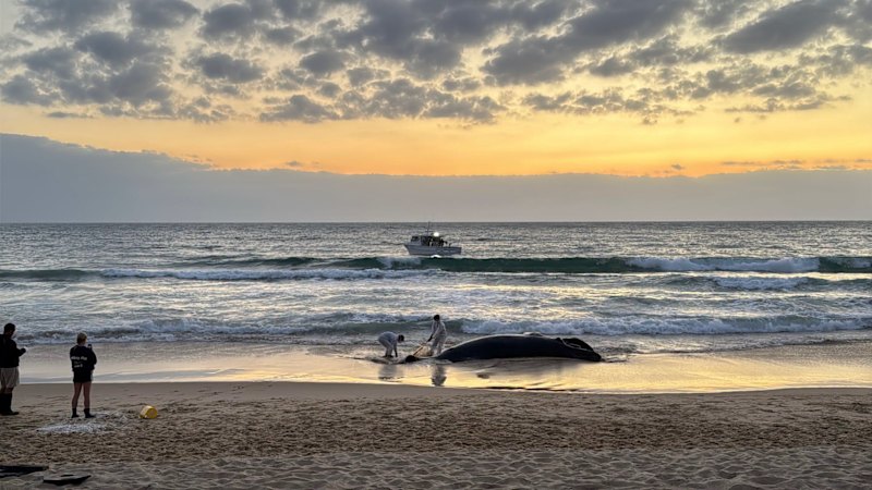 Dead humpback tested for bird flu before being towed out to sea