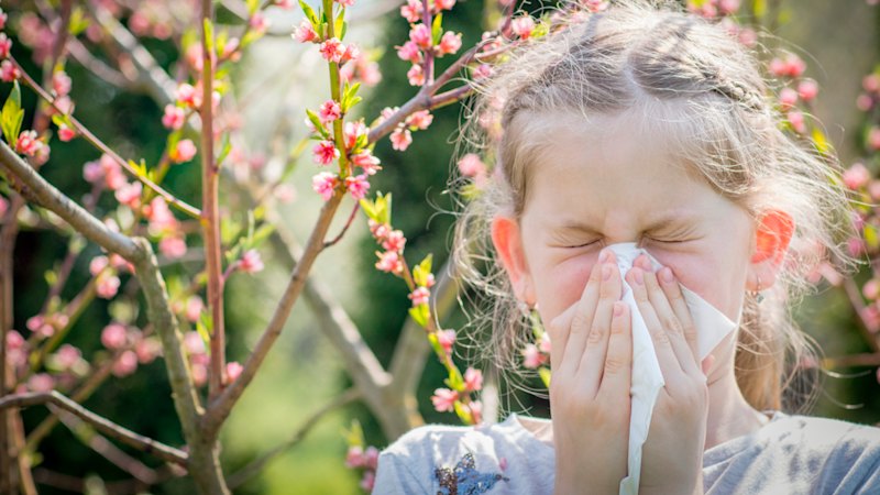 How to prepare for a high-risk pollen season and use the new forecasting system