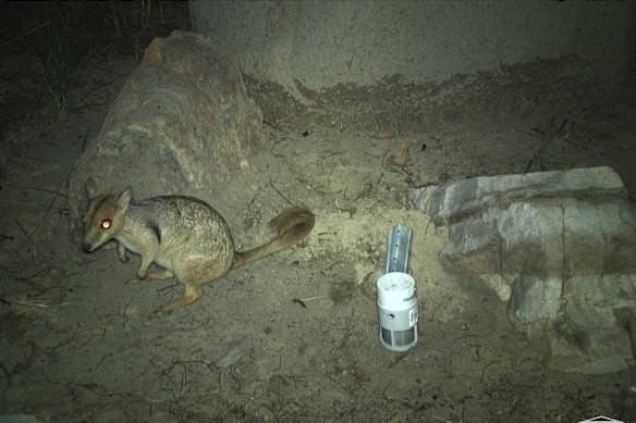 “You’ve got to be out at night if you want to spot them in person.”