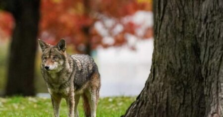 Parts of Nova Scotia national park closed temporarily after coyote bite: Parks Canada