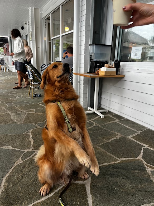 Bentley the golden digger can vouch for Darvella Patisserie’s puppacinos.