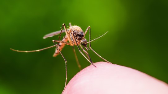 Mosquito-borne diseases caused significant mortality among European settlers in other colonies.