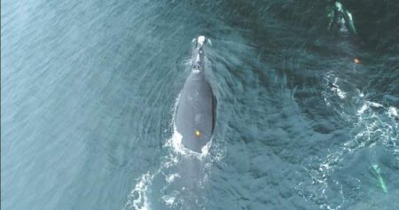 North Atlantic right whales feed closer to surface increasing collision risk: study