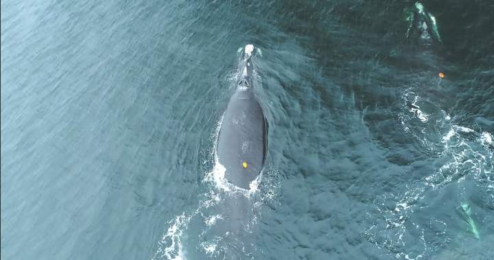 North Atlantic right whales feed closer to surface increasing collision risk: study