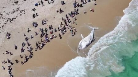 Whale carcass to be removed from south City Beach today