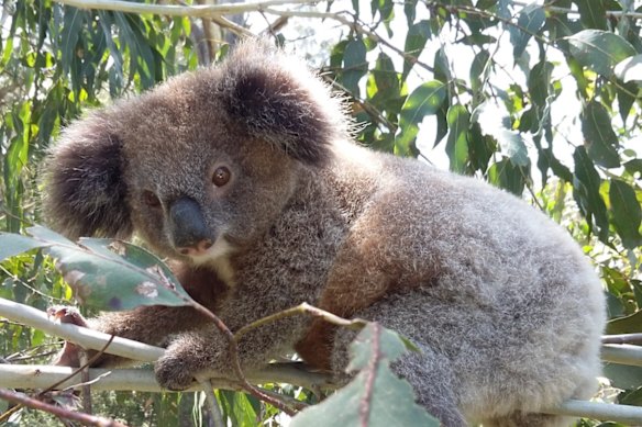 A koala in the Great Koala National Park.