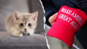 NYC kitten rescue defends ‘NO F—ING MAGA’ adoption policy as PETA calls for it to be abolished