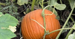 Pumpkin farms ‘at the mercy of Mother Nature’ after extreme weather in Canada