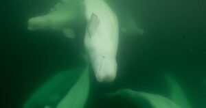 Polar bear, beluga conservation, education in Churchill, Man.