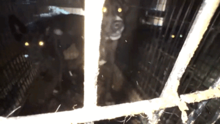 California animal rescue operator charged with felonies for alleged 'inhumane and unsanitary conditions'