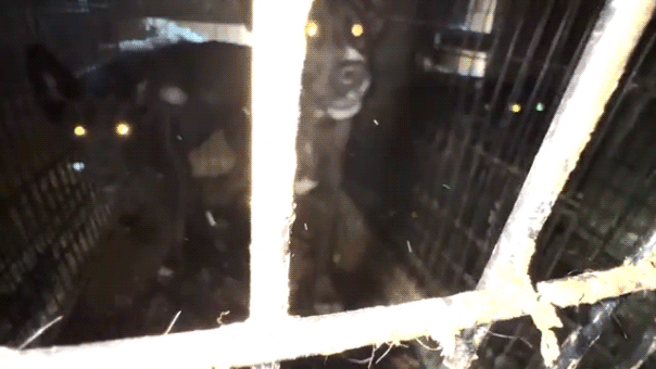 California animal rescue operator charged with felonies for alleged 'inhumane and unsanitary conditions'