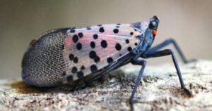 This invasive species has just been found in Canada for the 1st time