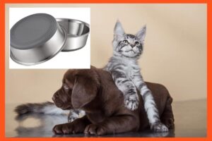 New dog, new tricks: 27 pet essentials for new dog and cat owners