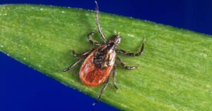 Pharmacy treatments for Lyme disease cut N.S. emergency visits in half: study