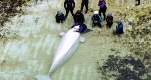 Several belugas from Marineland have health issues, Chicago aquarium says
