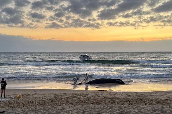 The wale was dragged out to sea at first light. 