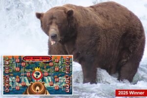 Fat bear week kicks off its 12th year — meet the contenders