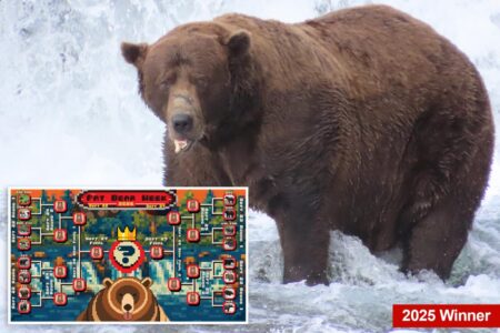 Fat bear week kicks off its 12th year — meet the contenders