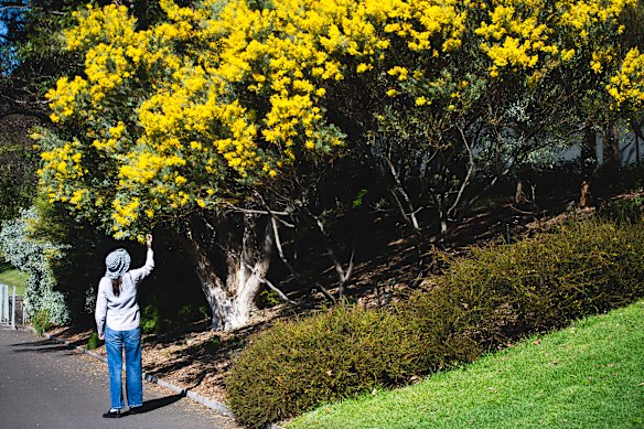 The dazzling beauty of Sydney’s floral displays is arriving earlier each year due to climate change.
