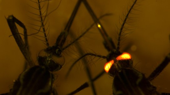 Genetically modified mosquitoes are often tagged with a fluorescent gene for identification, as shown here in a separate CSIRO study into dengue-resistant mozzies.