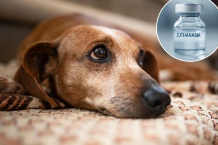 My dog’s final days cost $3,000: The heartbreaking reality of ‘economic euthanasia’