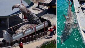 Opposition calls for review of Western Australia’s shark mitigation strategy